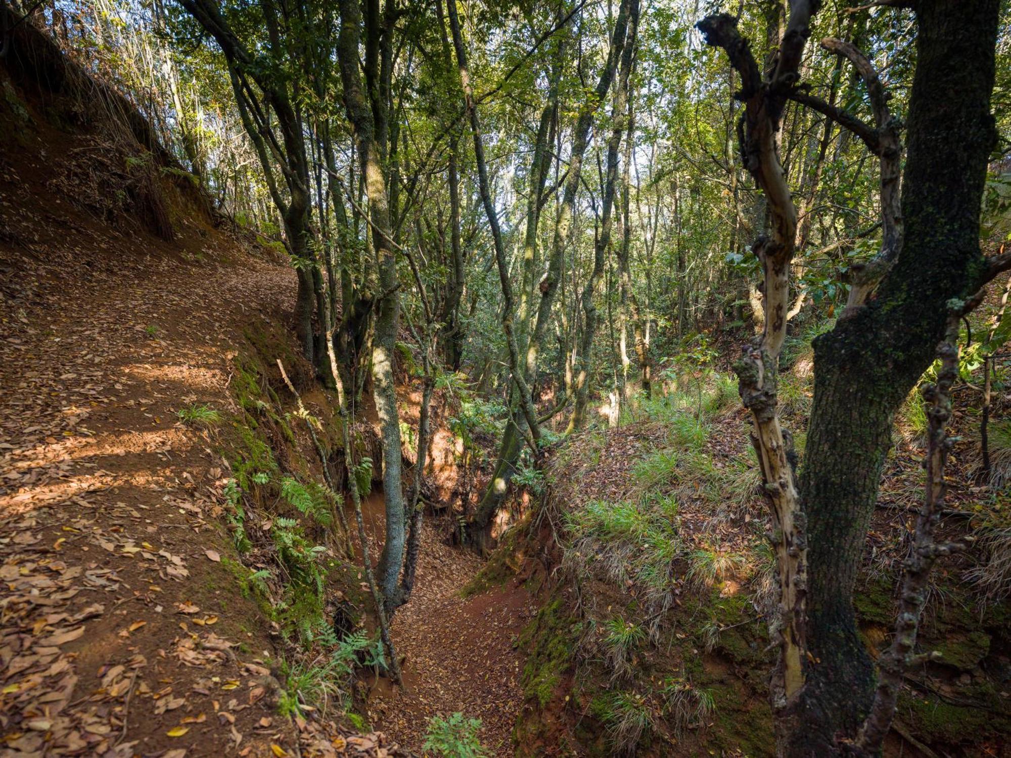 Sombra Del Laurel Valleseco