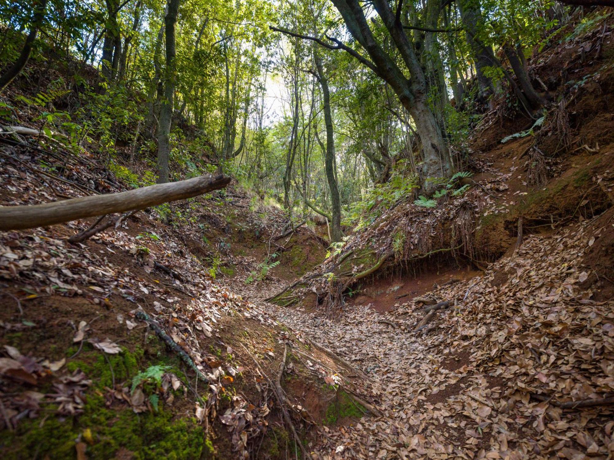 Sombra Del Laurel Valleseco
