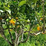 Hacienda Orange Garden