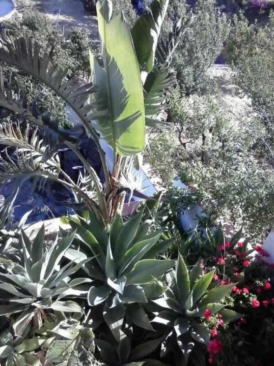 Cascaras Gran Canaria * Tejeda (Gran Canaria)