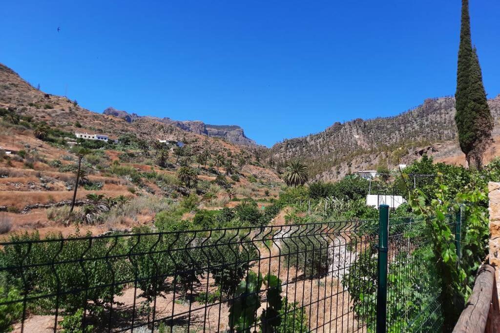 Cipreses. Cercados De Arana San Bartolomé