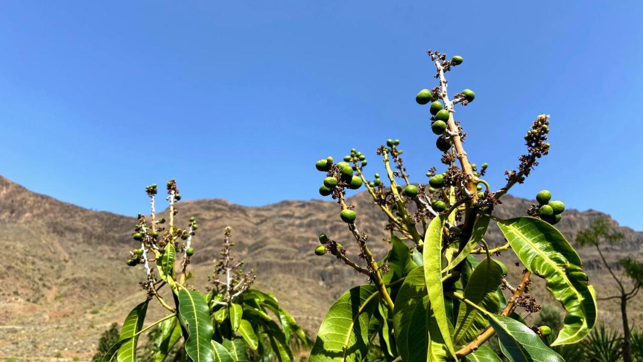 Finca Laxmi * Fataga