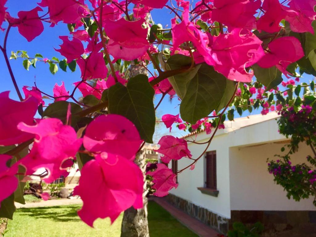 Luxury Bungalow”paradise Birds” Appartamento