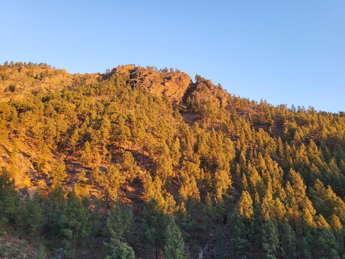 Pinares El Juncal De Tejeda * Tejeda (Gran Canaria)