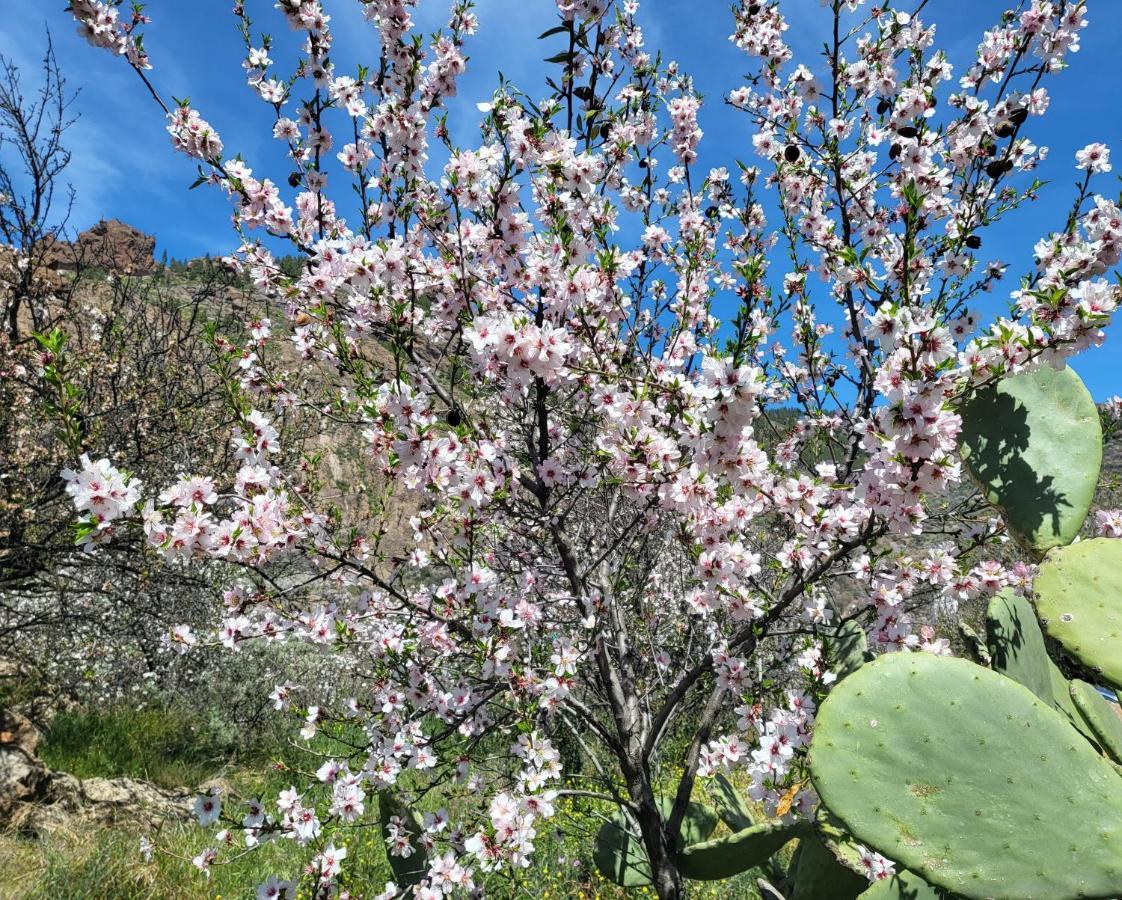 Pinares El Juncal De Tejeda Сasa de vacaciones Tejeda (Gran Canaria)