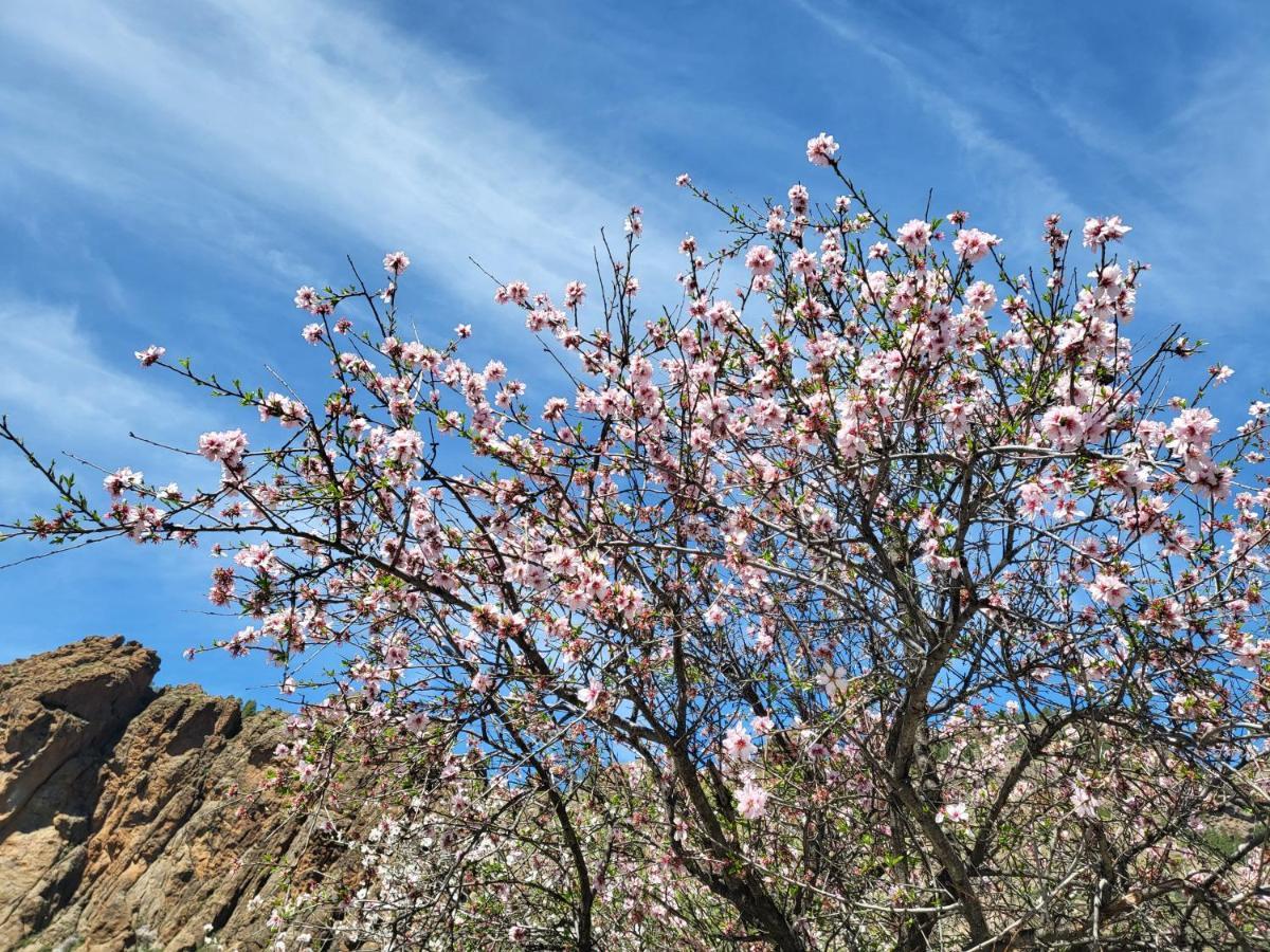 Pinares El Juncal De Tejeda *