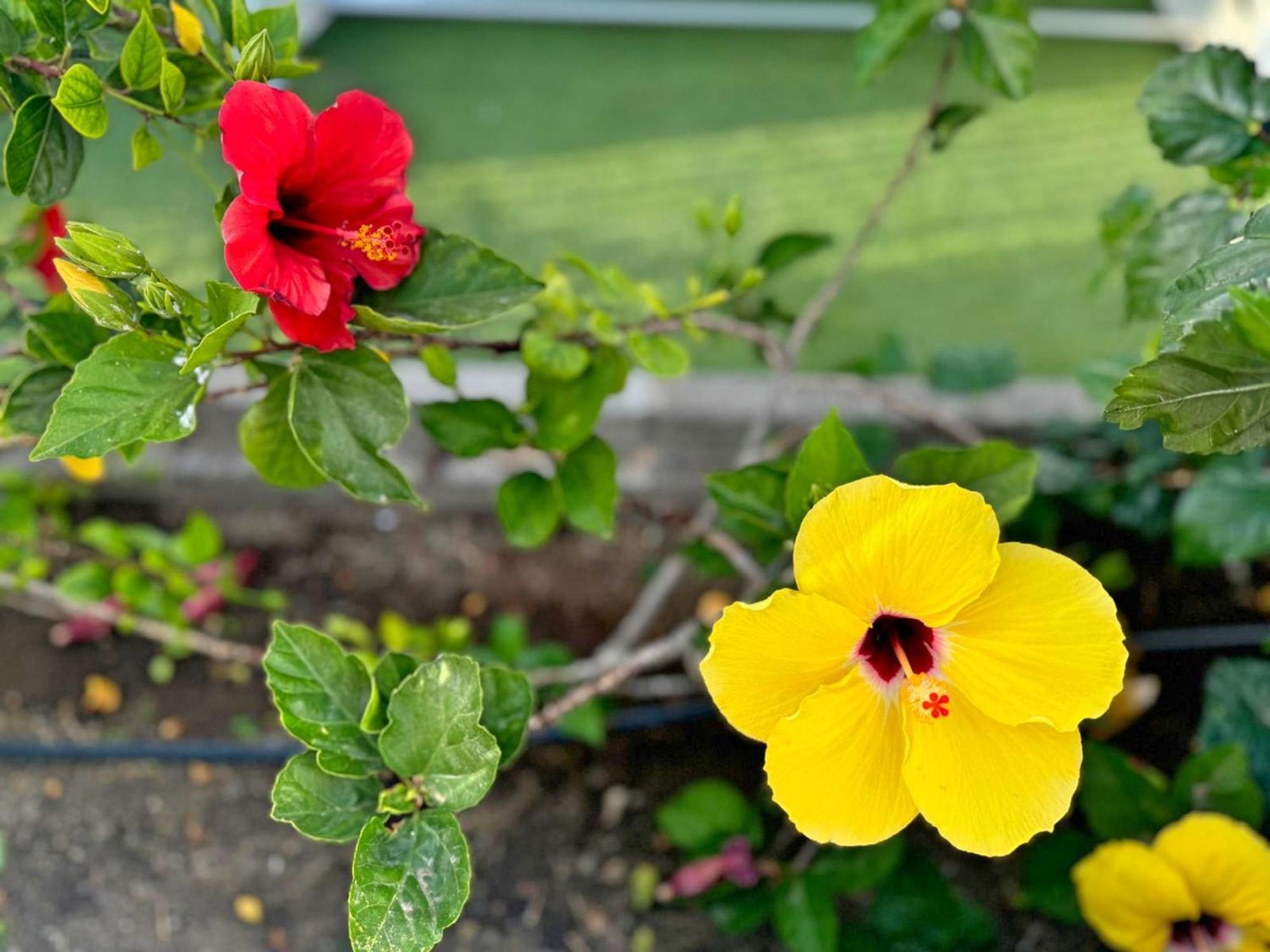 Hibiscus Сasa de vacaciones *