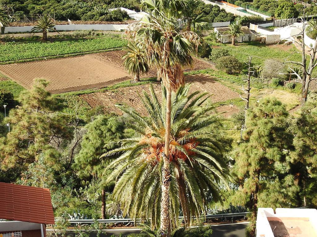 Jazmines * Agaete (Gran Canaria)