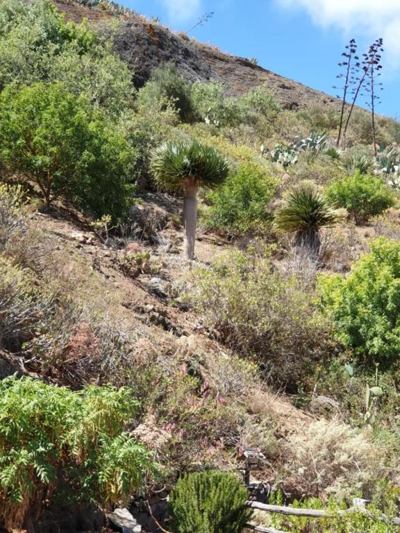 La Cueva Del Gato Сasa de vacaciones Santa Brígida