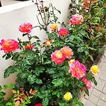 La Orquídea