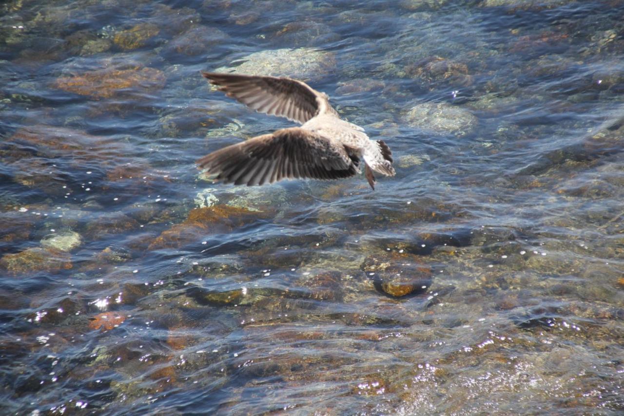 Pozo Gaviota Bed & Breakfast *