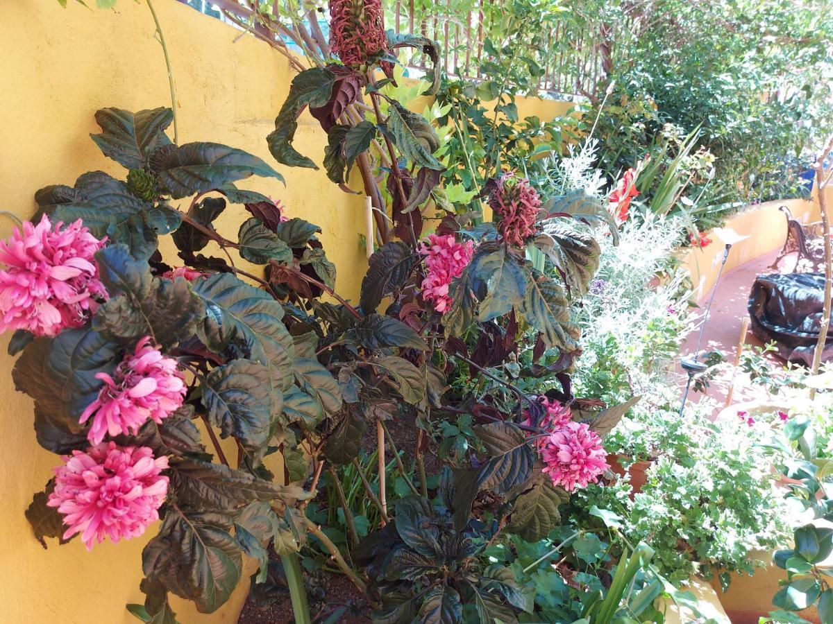 Casa Maestro Lelo – Acogedora Canaria Con Patios Y Jardines De Flores *