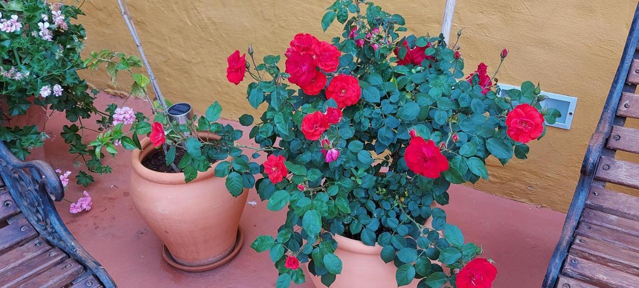 Casa Maestro Lelo – Acogedora Canaria Con Patios Y Jardines De Flores