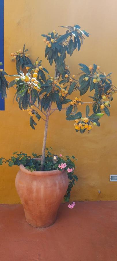 Casa Maestro Lelo – Acogedora Canaria Con Patios Y Jardines De Flores * Las Palmas de Gran Canaria