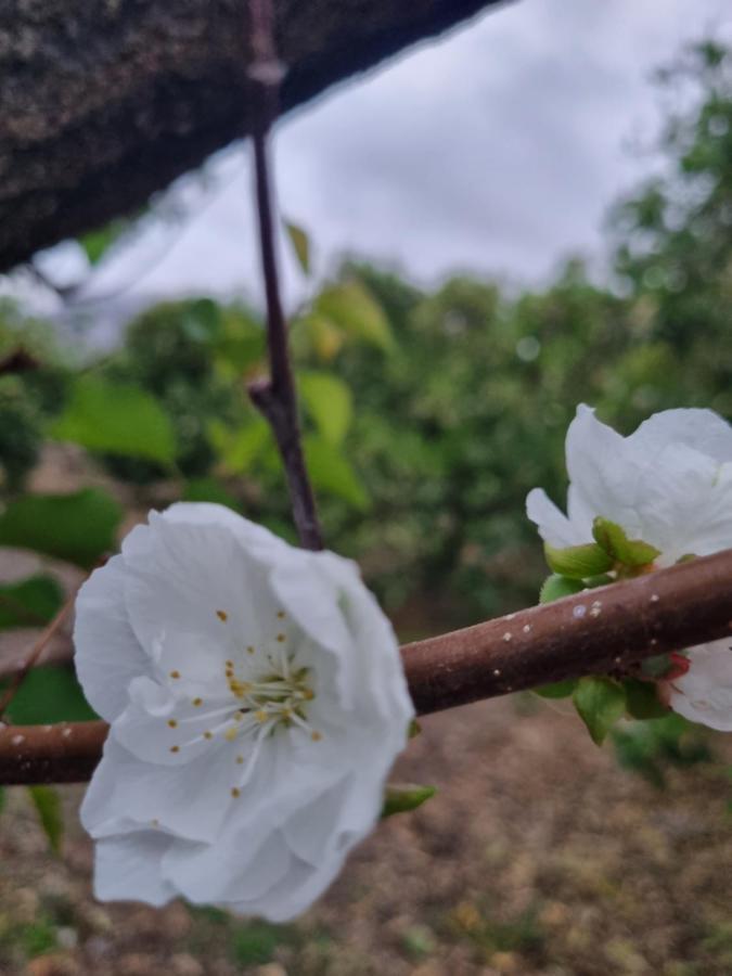 Farm stay El Vergel