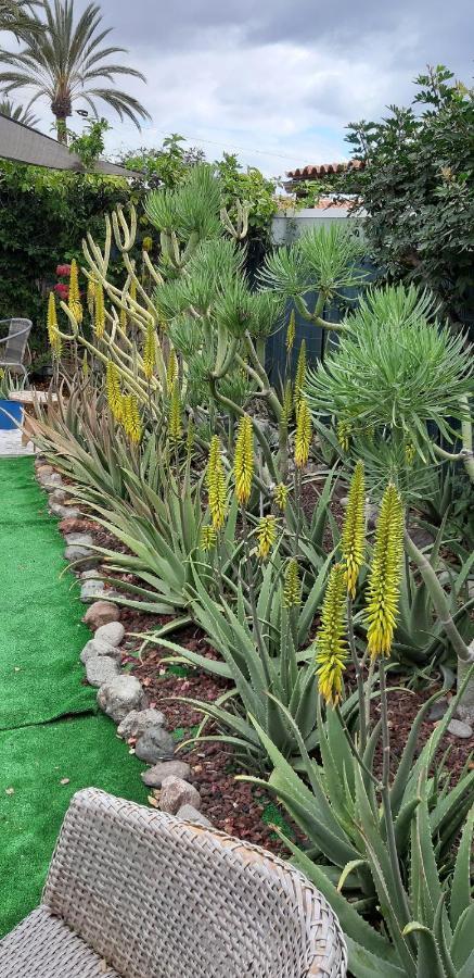 Casa vacanze Tres Beau Bungalow,jardin Tropical, Renovation Ete 2020