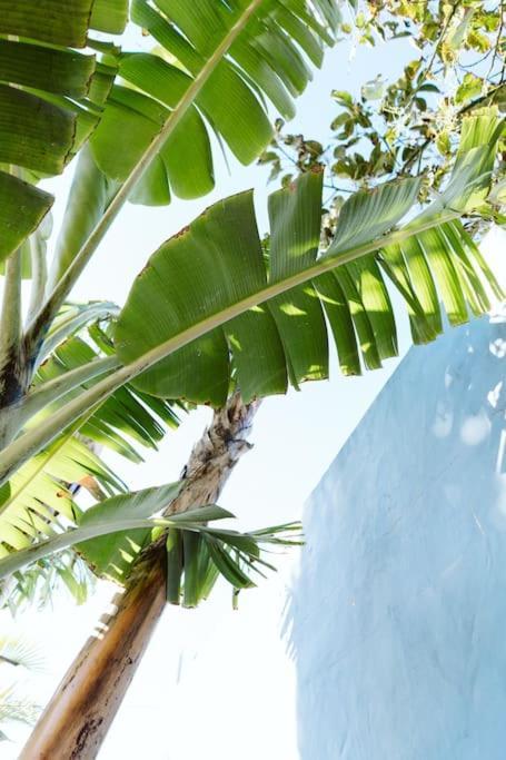 Tortuga Blue House In Banana Plantation *