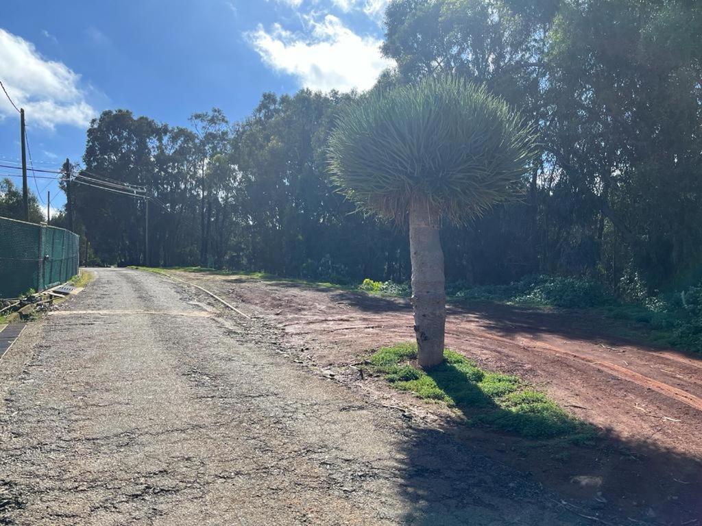 Apartamento Casa Rural Los Tilos Betancor Moya (Gran Canaria)