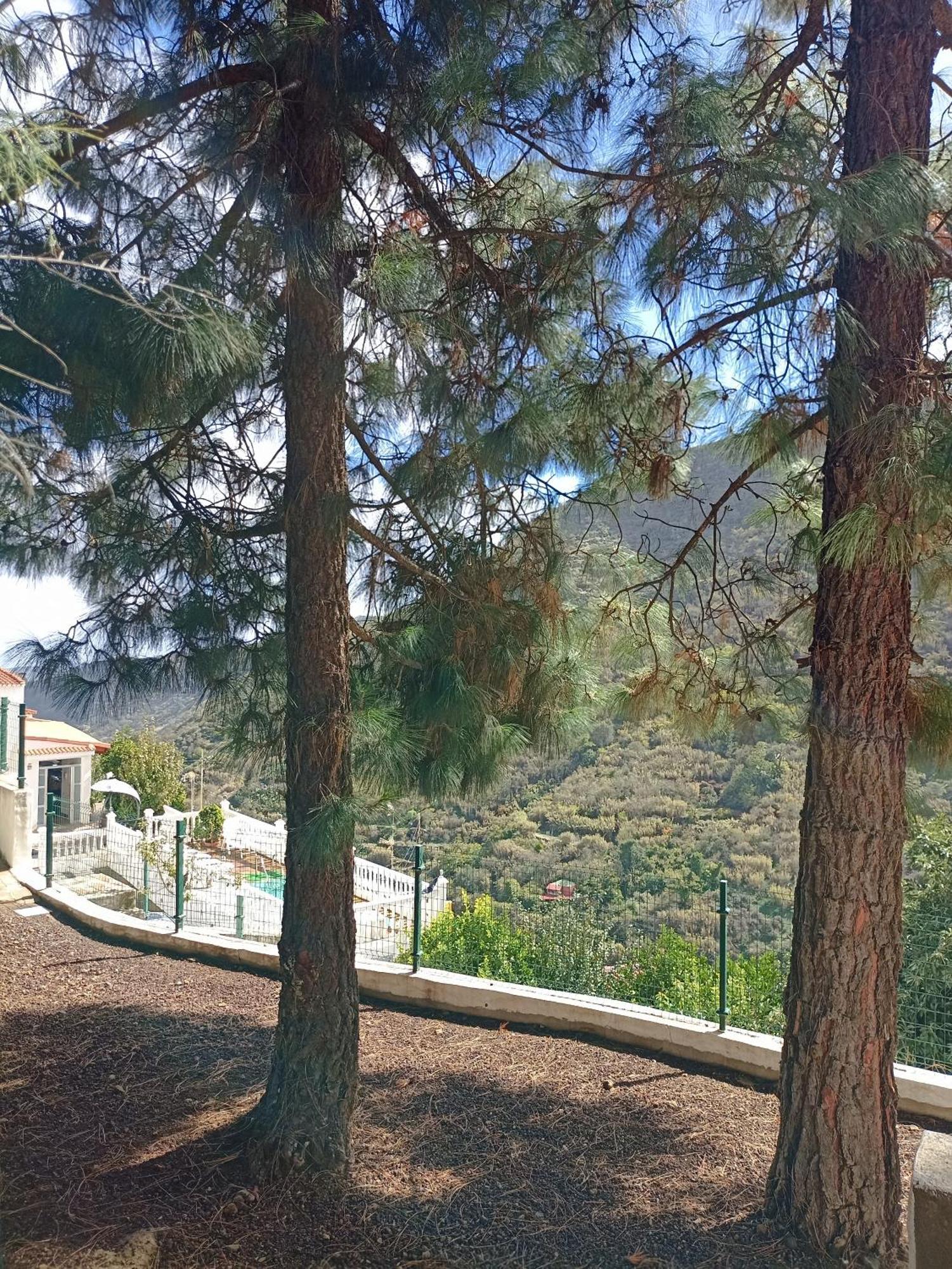 La Yedra San Mateo