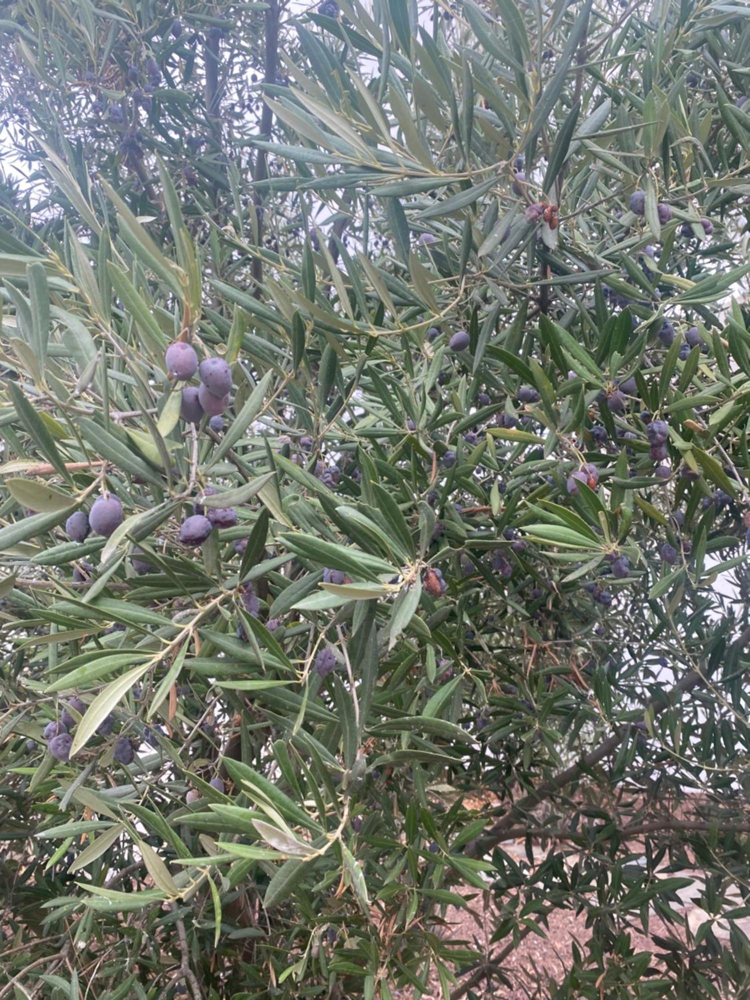 Tres Olivos