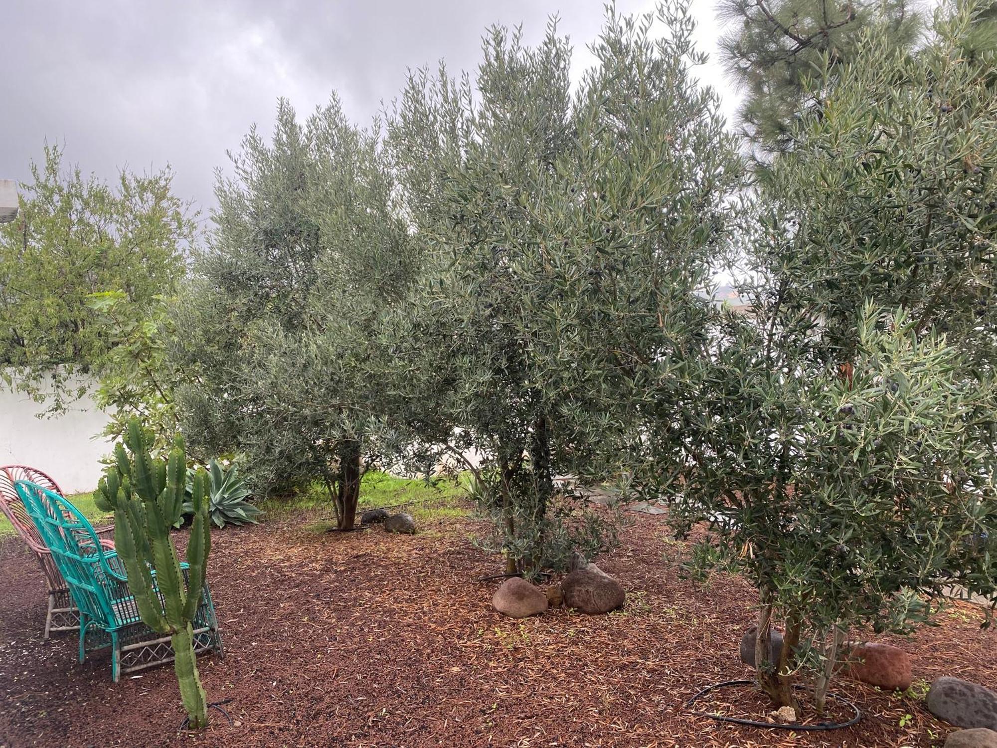 Villa Tres Olivos Las Palmas de Gran Canaria