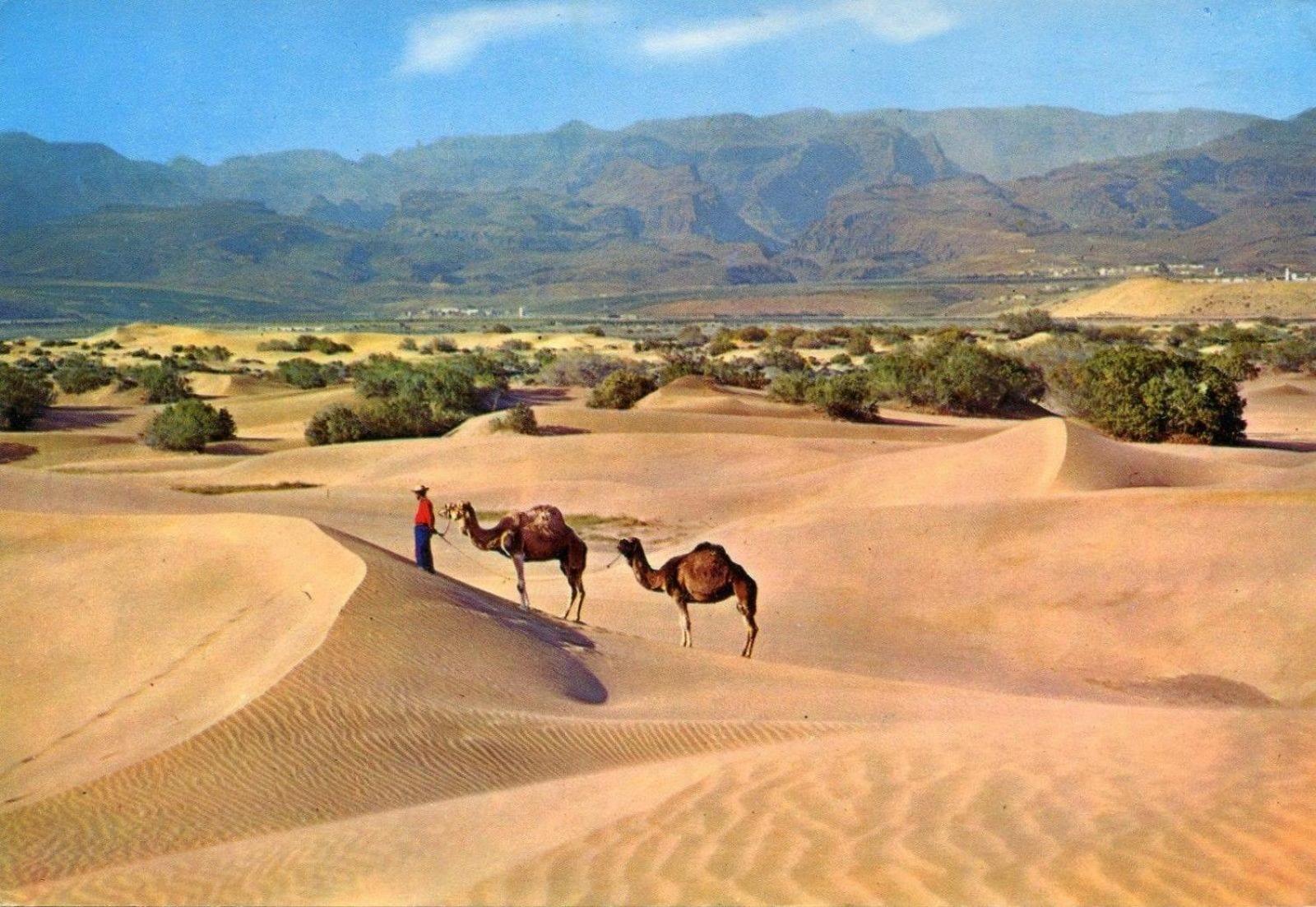 Doñana 924