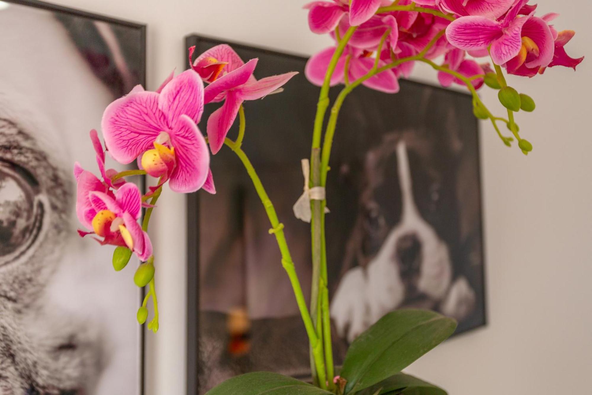 Apartment Flores3