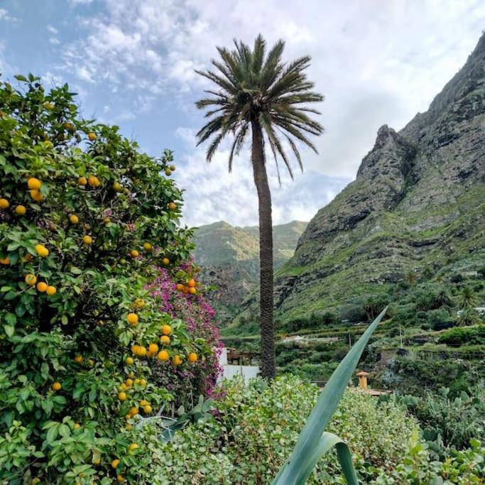 Tamadaba * Agaete (Gran Canaria)