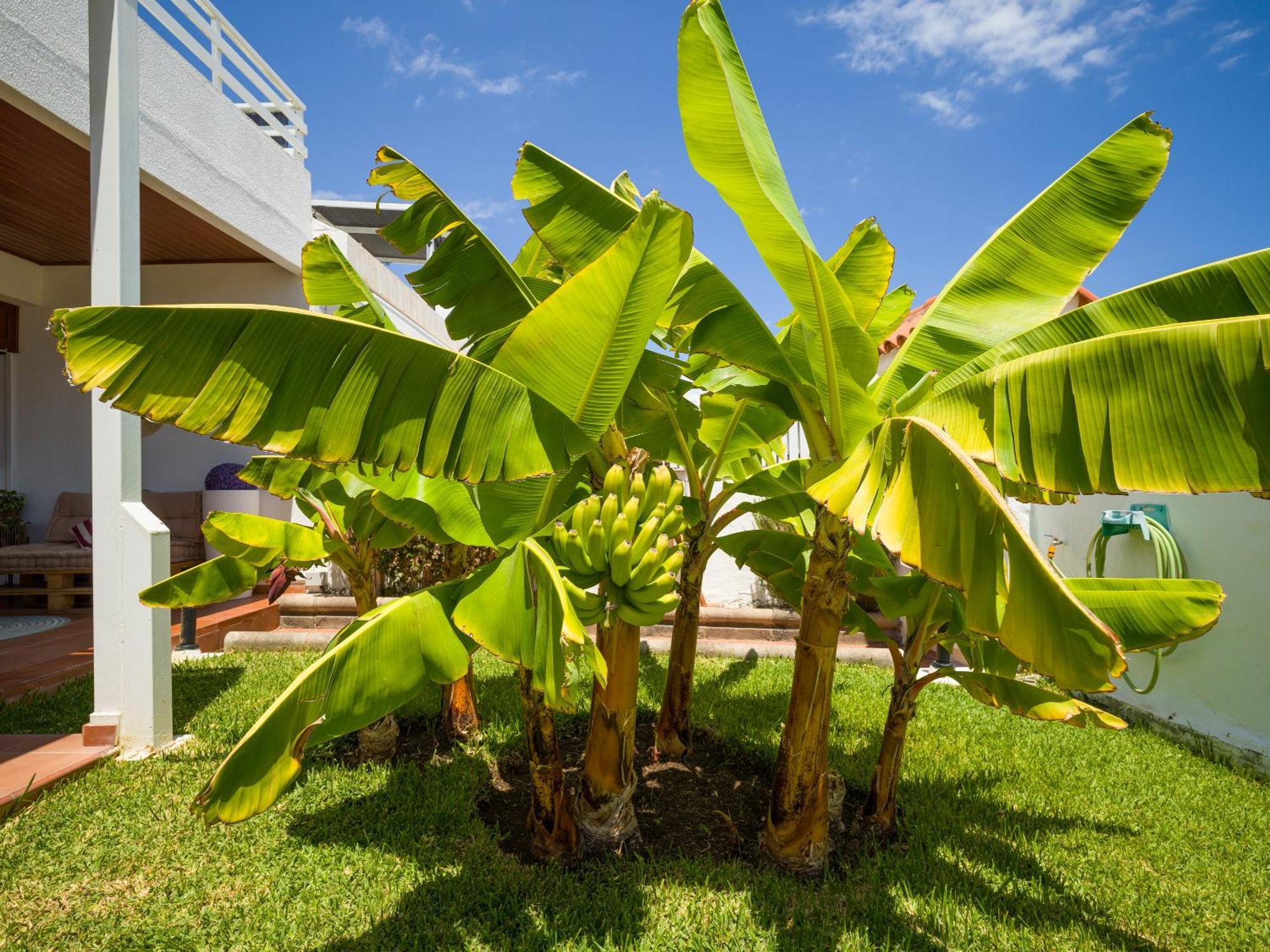 Banana House In Location By Tenpropertiesgc Maspalomas (Gran Canaria)