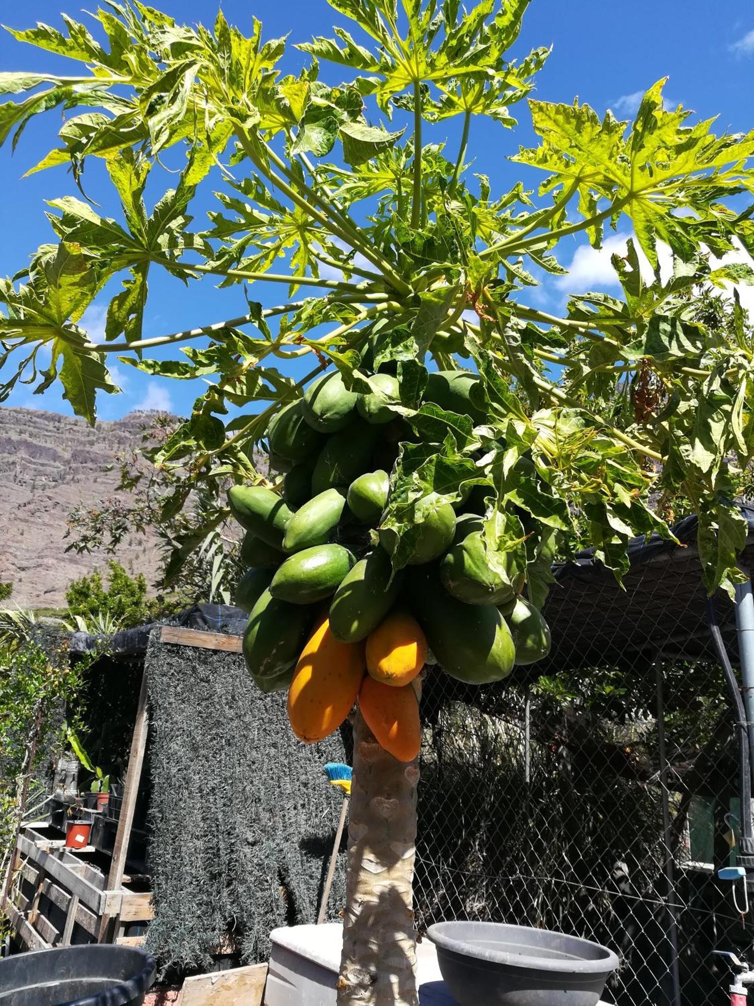 Auf Oeko-finca * Mogán
