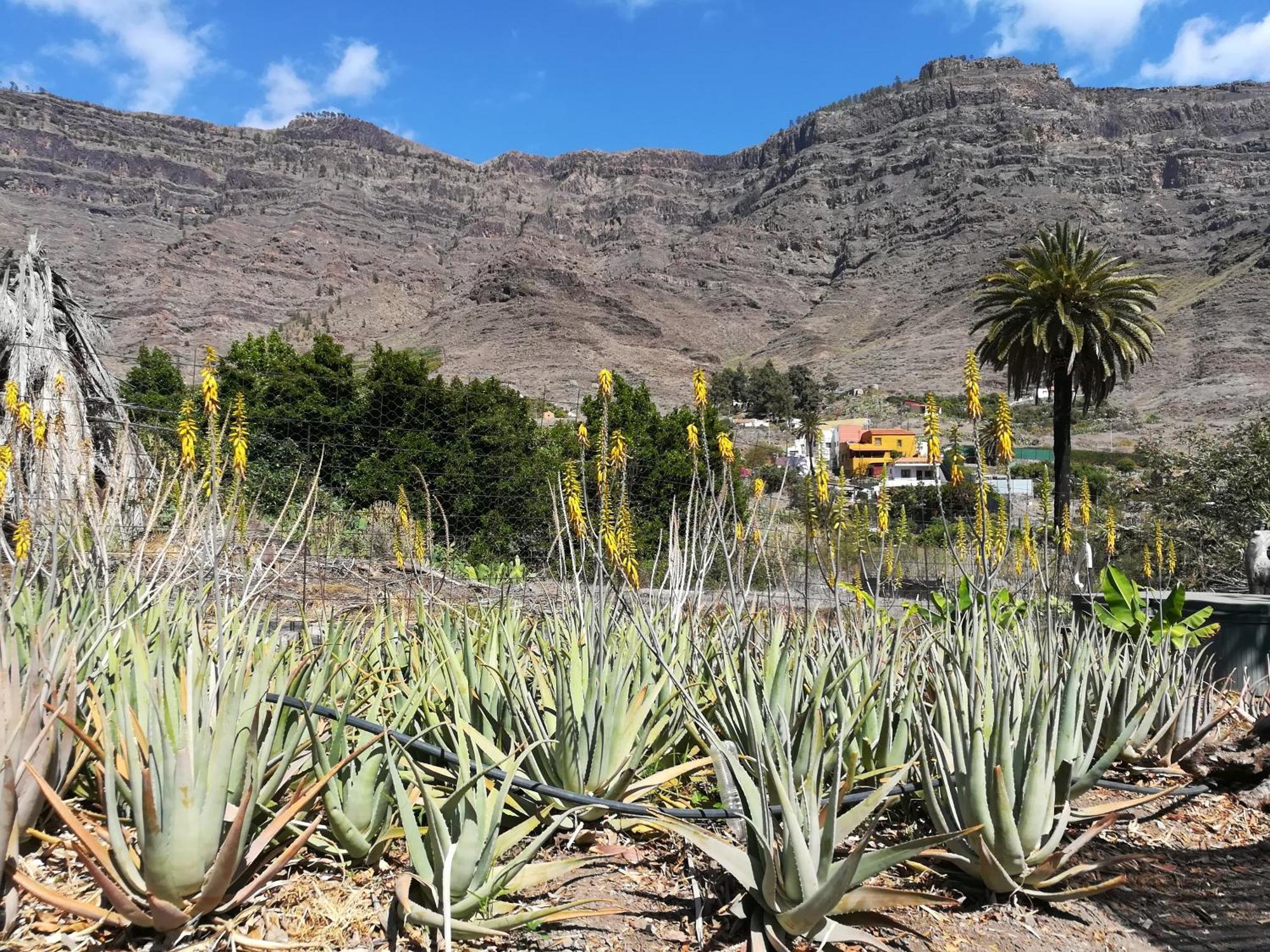 Auf Oeko-finca Apartamento Mogán
