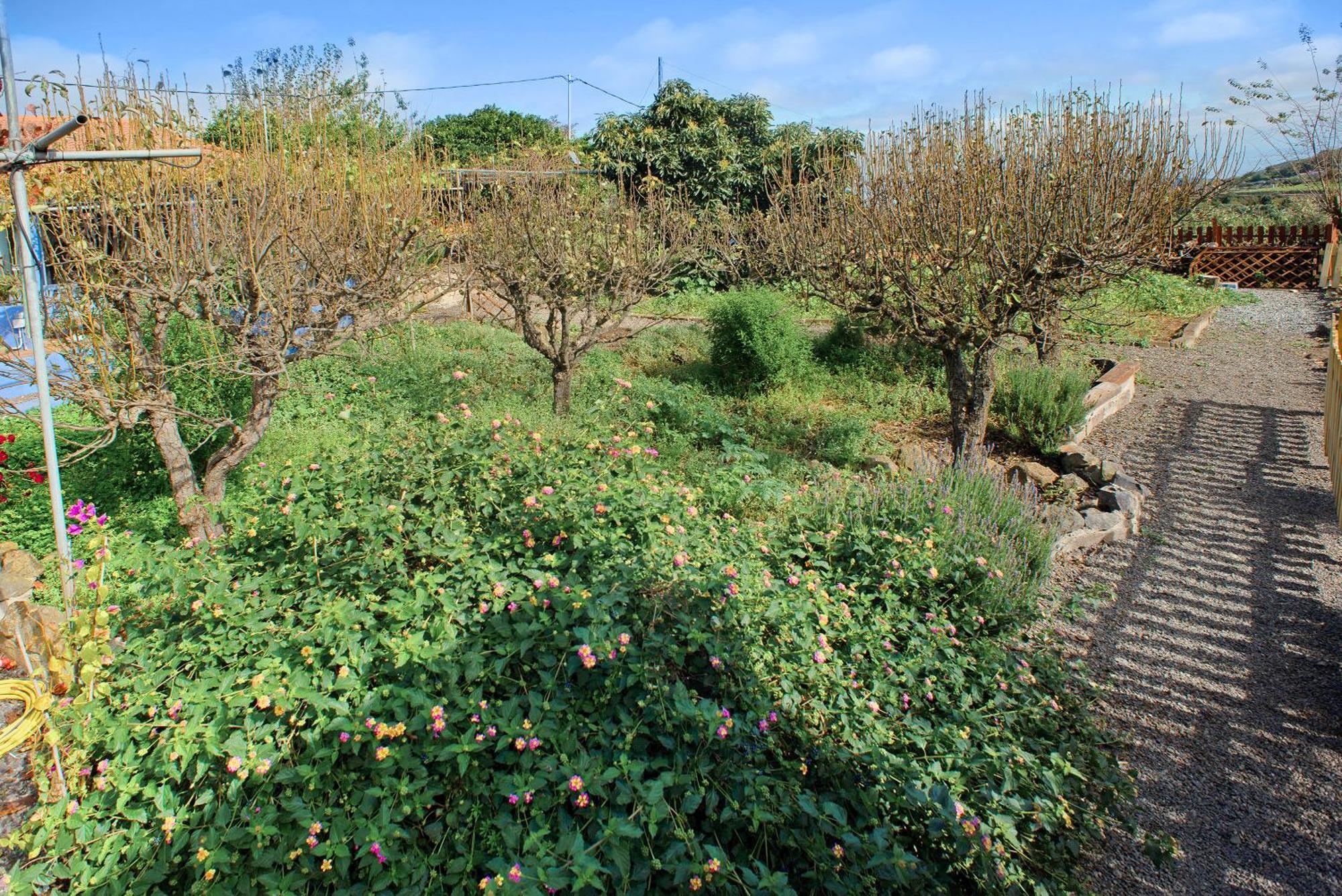 La Lavanda Vega de San Mateo