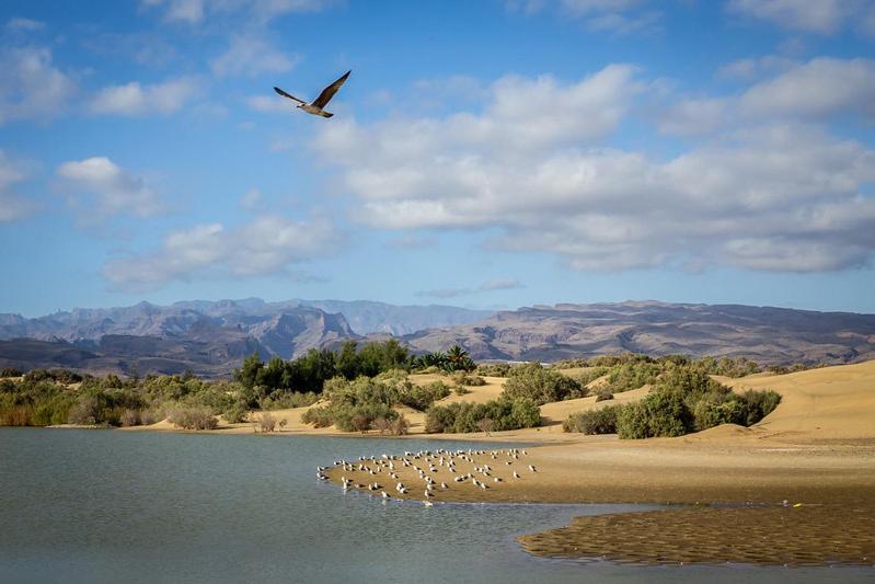 And Golf Maspalomas (Gran Canaria)