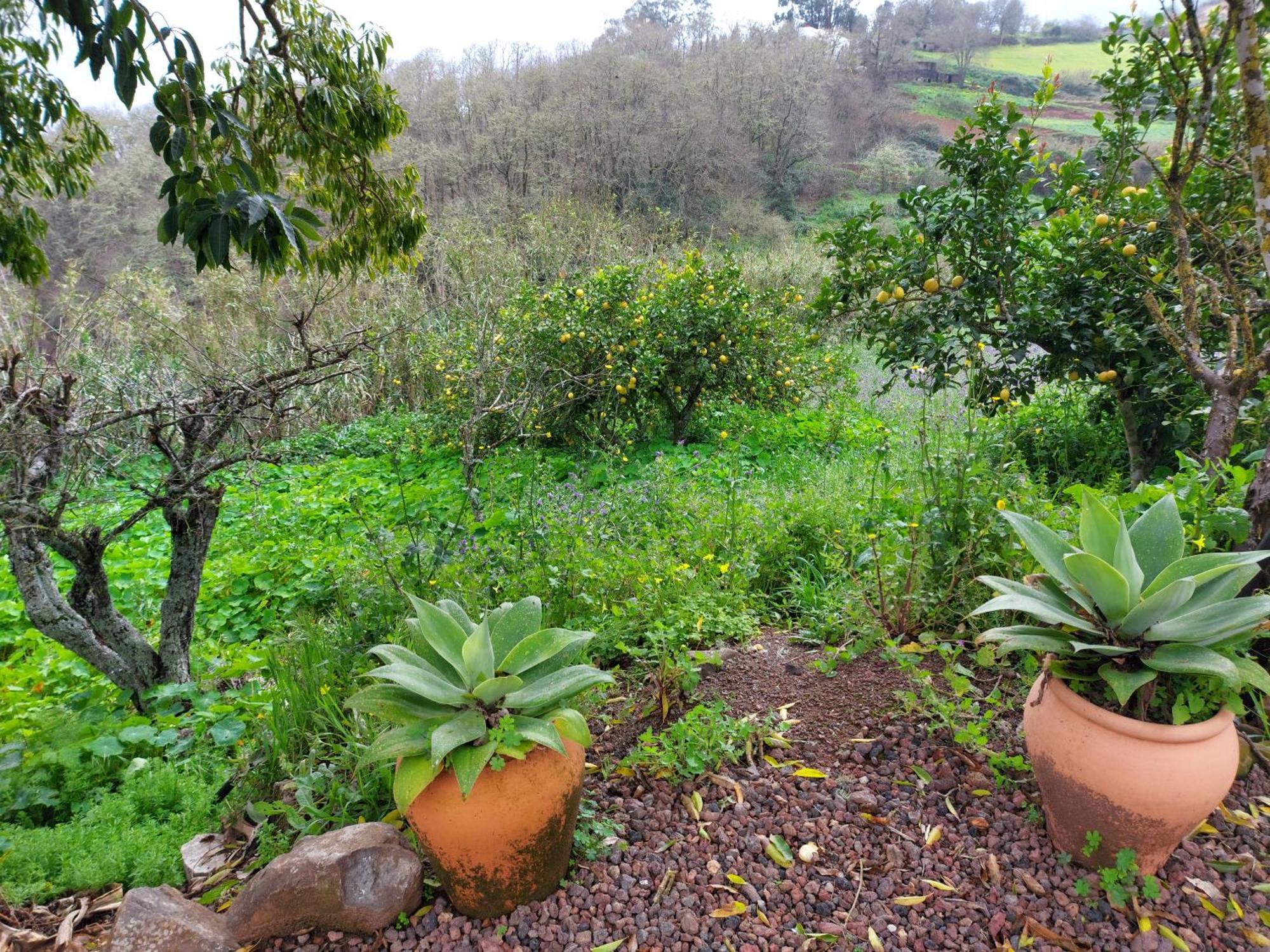 Naturacanaria * Moya (Gran Canaria)