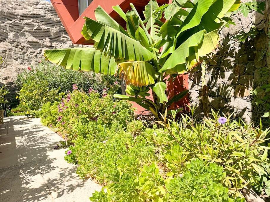 The Canarian Garden By Tenpropertiesgc Las Palmas de Gran Canaria