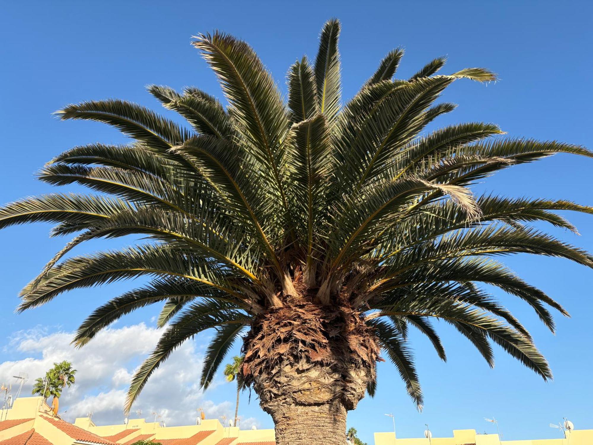 The Gold * Maspalomas (Gran Canaria)
