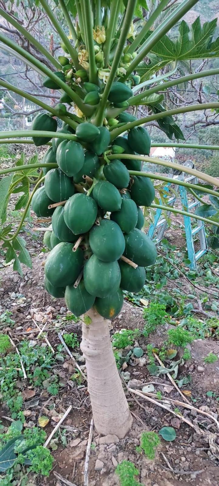 Appartamento Casa Reyes Fátaga
