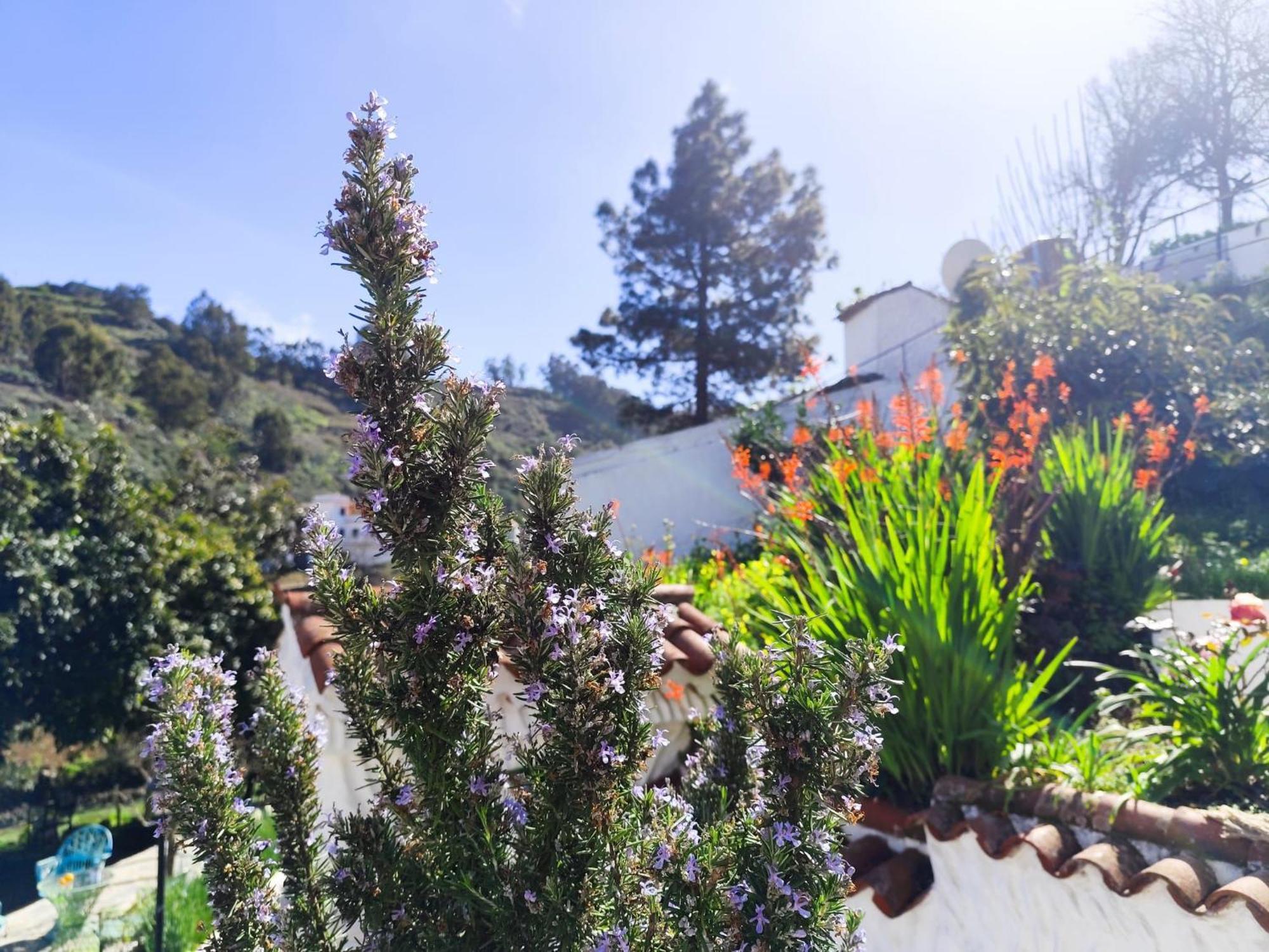 Arcos Del Laurel Moya (Gran Canaria)