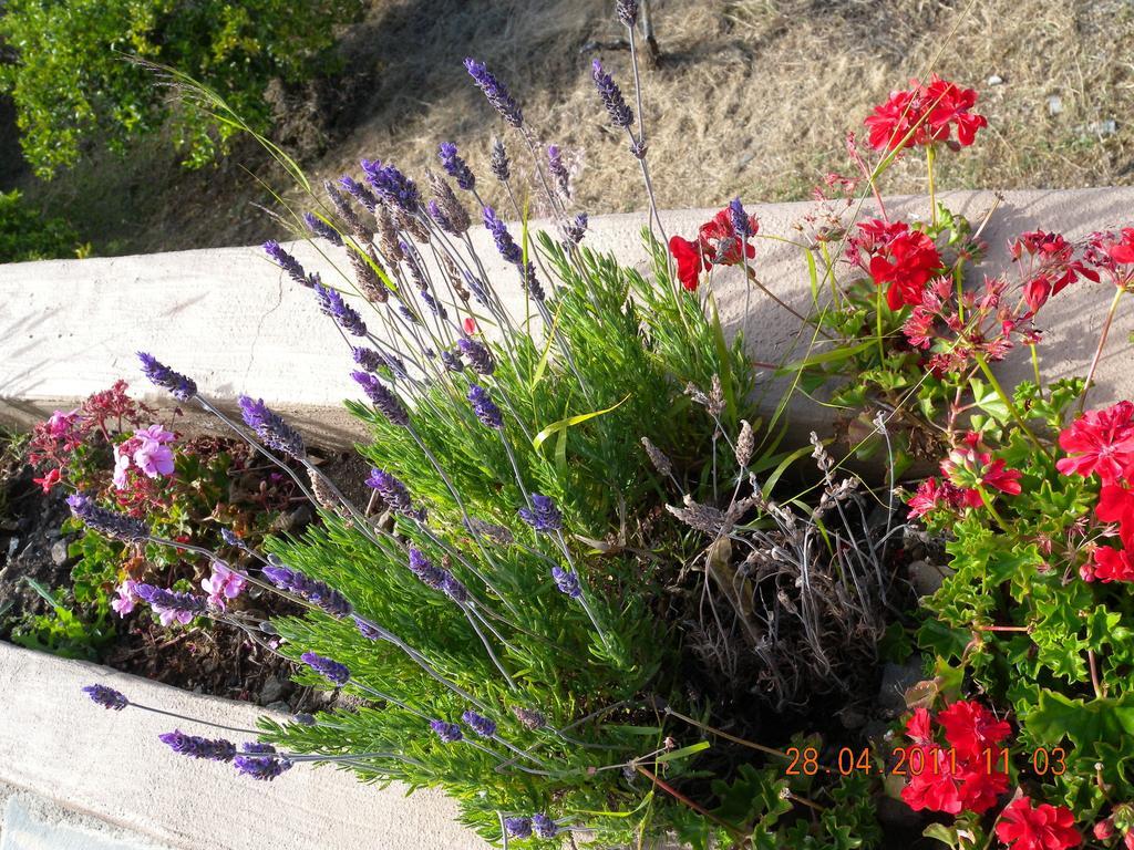 Casa vacanze Casita Roque Nublo Tejeda (Gran Canaria)