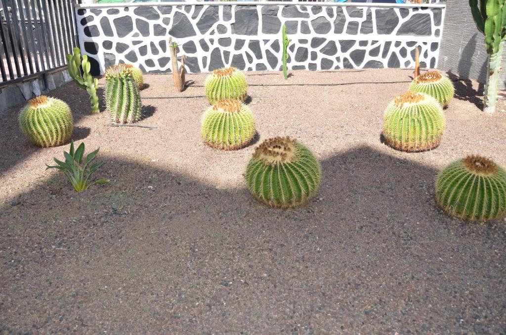 Appartamento Cactus Playa del Inglés