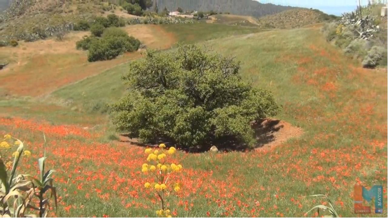 Guest house Rural Juncalillo Gran Canaria