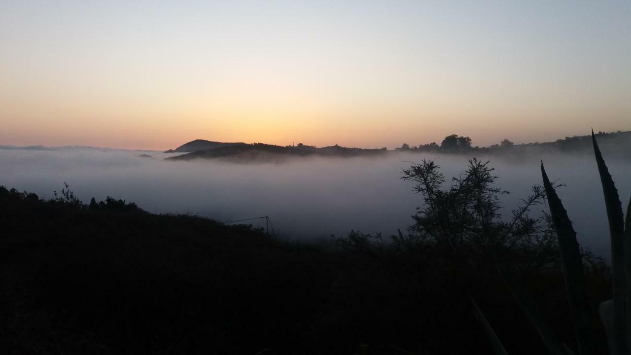 Barrancolaurel * Moya (Gran Canaria)