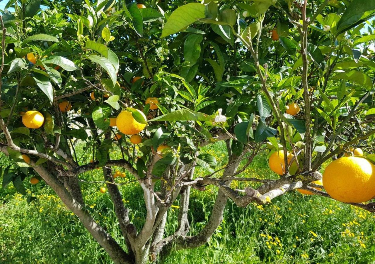 Hacienda Orange Garden * Firgas