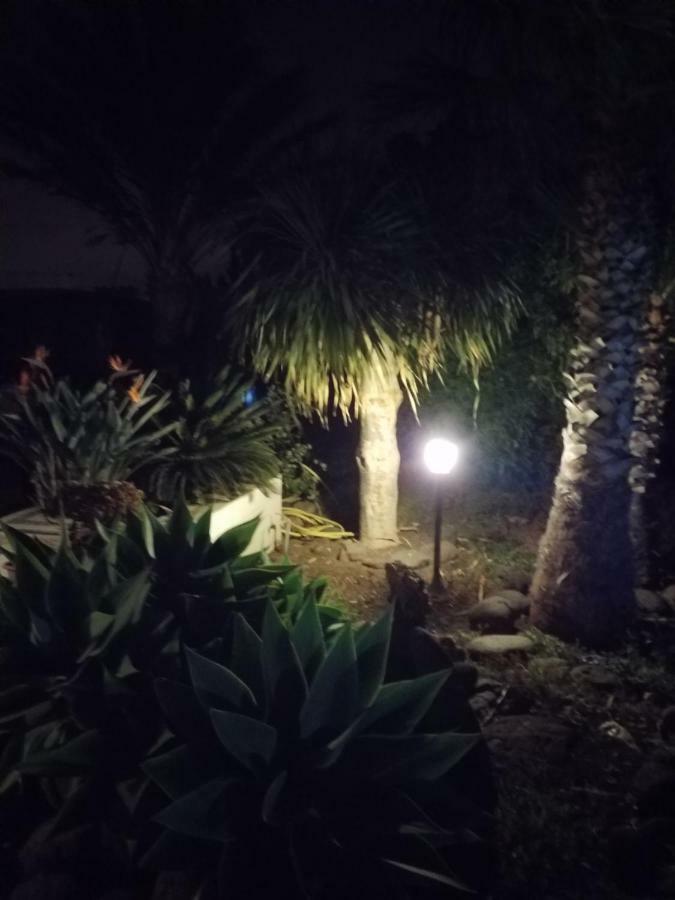 Palmeras Ingenio