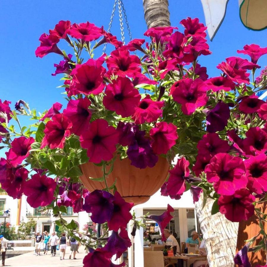 Casa vacanze Captains House Playa De Mogan By El Sirocco