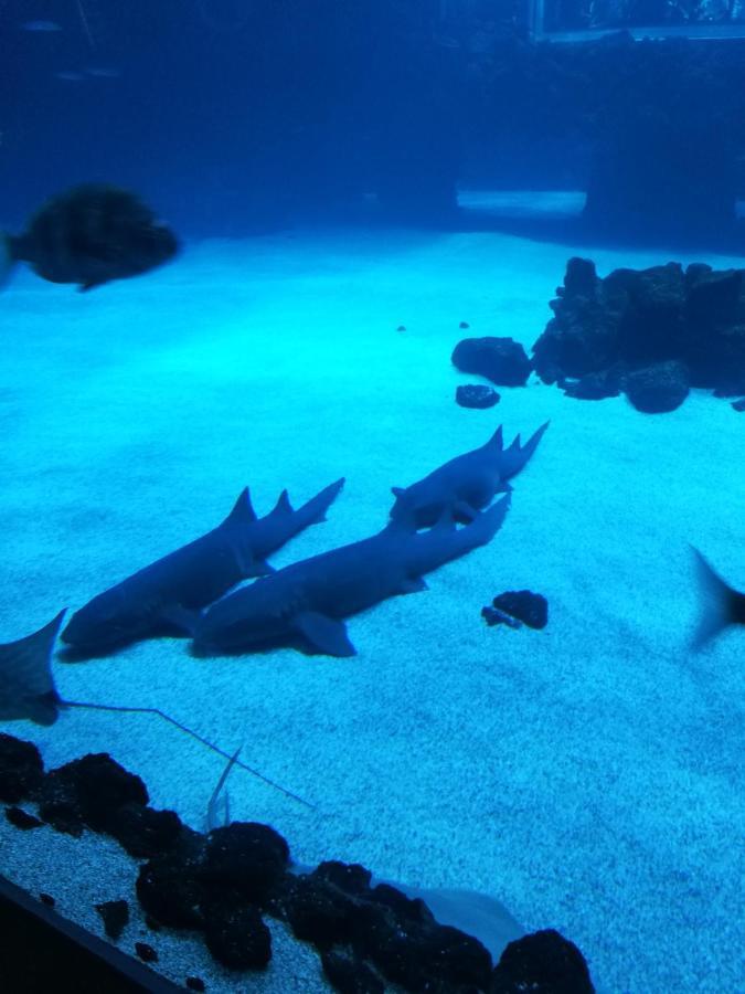 Canteras Aquarium Appartamento *