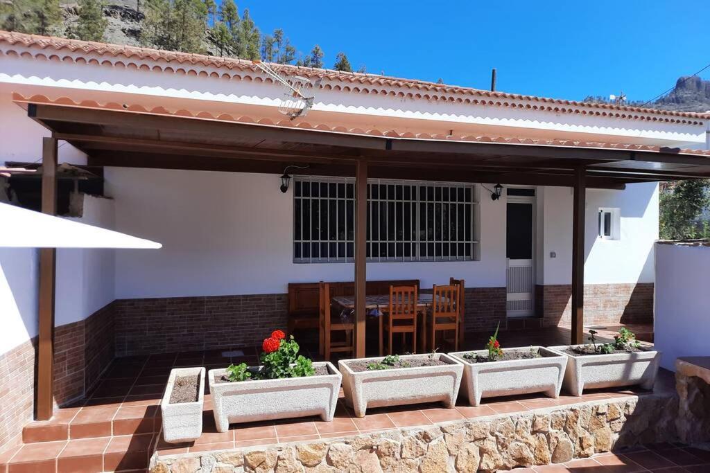 Cipreses. Cercados De Arana San Bartolome de Tirajana (Gran Canaria)