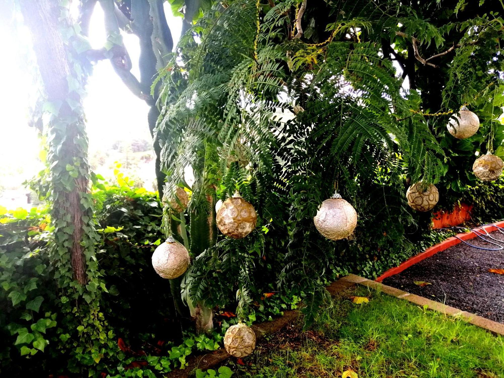 Lemmon Tree Apartamento