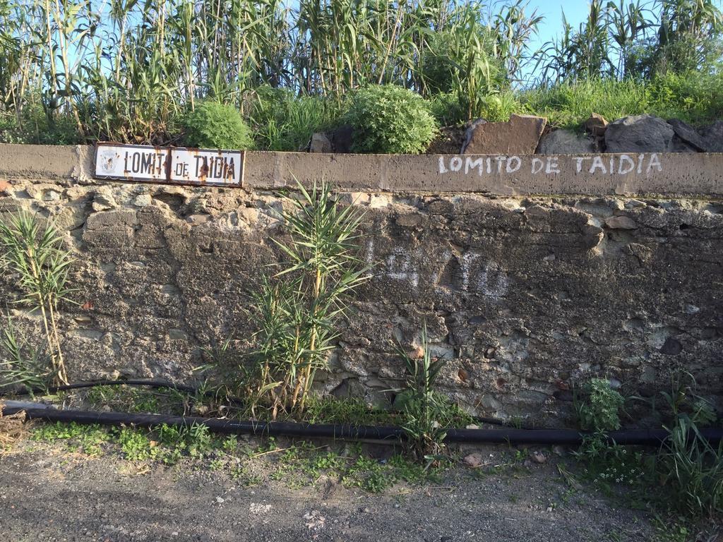 Lomito De Taidia Risco Blanco